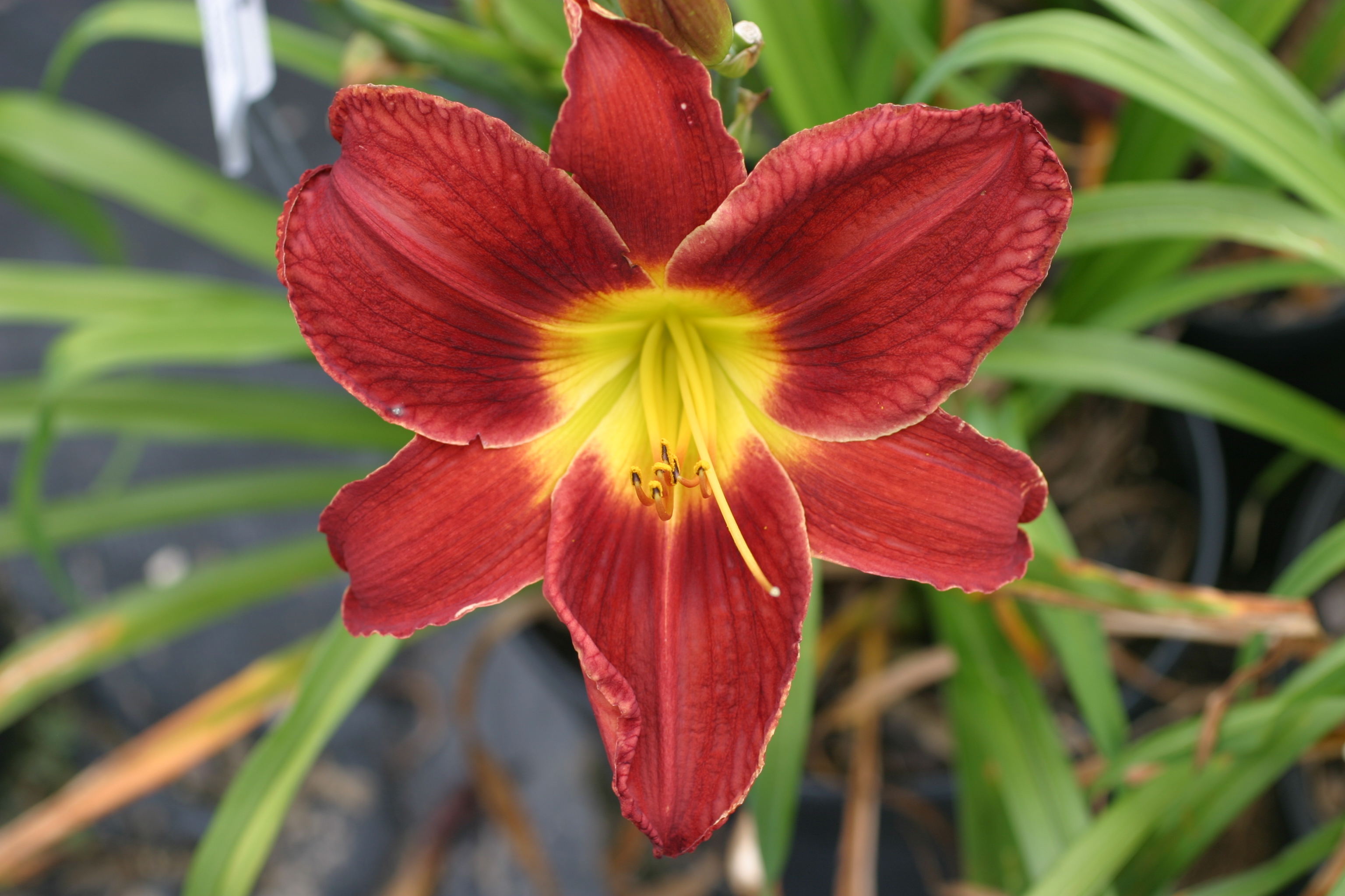 hemingway-nursery-featuring-roycroft-daylilies